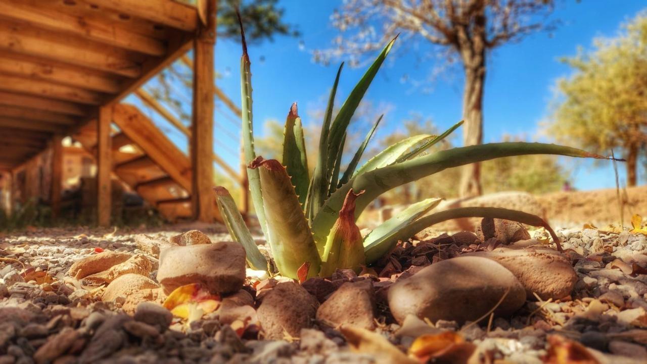 Glamping Dunas Del Sol 圣佩德罗·德·阿塔卡马 外观 照片